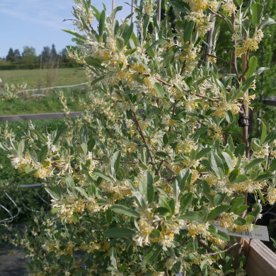 Elaeagnus umbellata 'Amoroso'