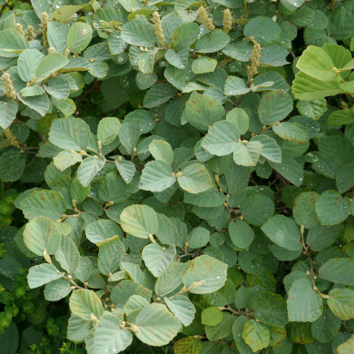 Fothergilla major Blue Shadow