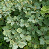 Fothergilla major Blue Shadow