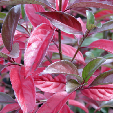 Viburnum Le Bois Marquis c.o.v.