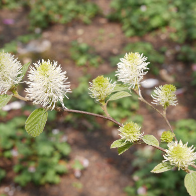 Fothergilla major Blue Shadow