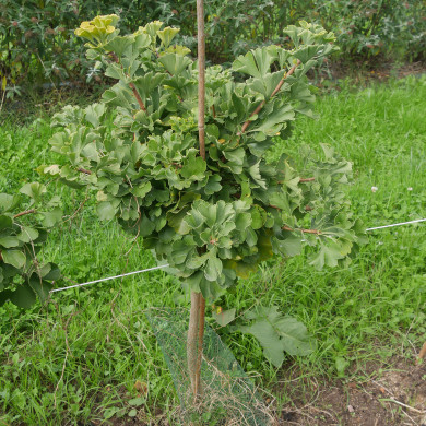 Ginkgo biloba Mariken