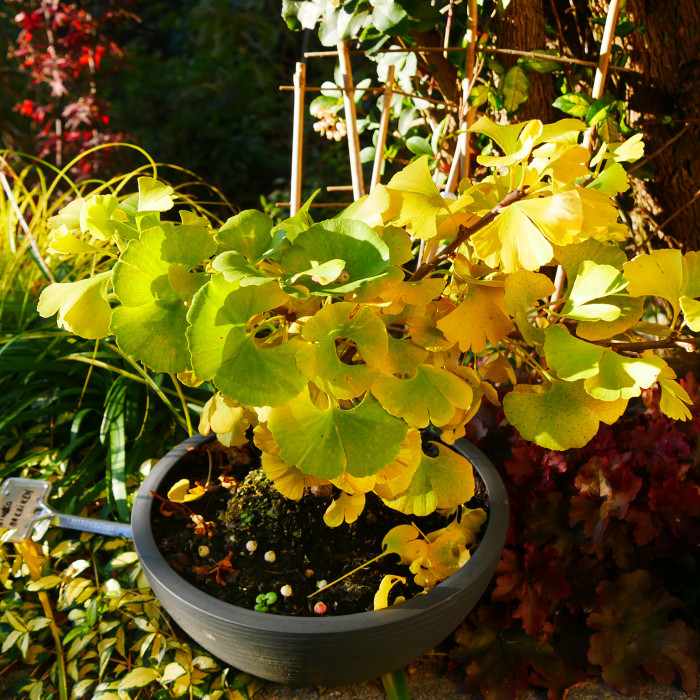 Ginkgo biloba Mariken