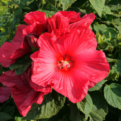 Hibiscus Moscheutos Rouge