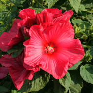 Hibiscus Moscheutos Rouge