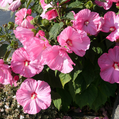 Hibiscus Moscheutos Rosea