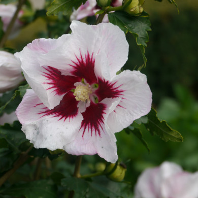 Hibiscus syriacus Helene