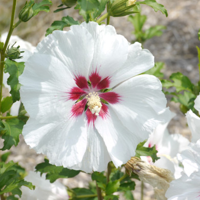 Hibiscus syriacus Sup'Heart® Minomb
