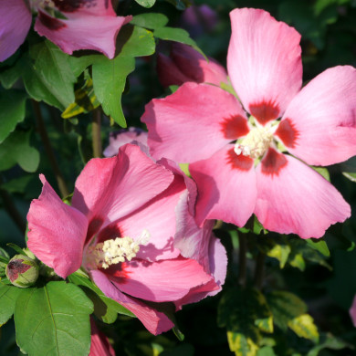 Hibiscus syriacus 'Woodbridge'