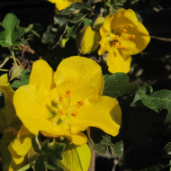 Fremontodendron Californicum