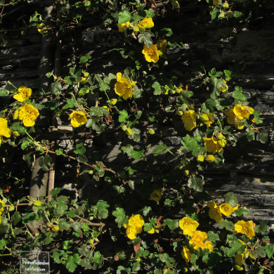Fremontodendron Californicum
