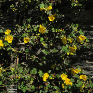 Fremontodendron Californicum