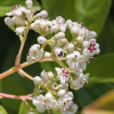 Viburnum Le Bois Marquis c.o.v.