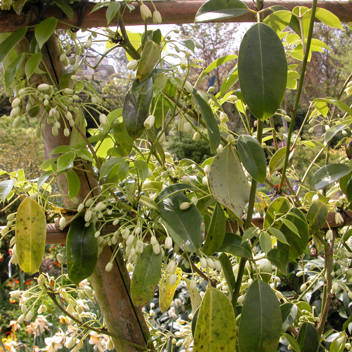 Holboellia coriacea