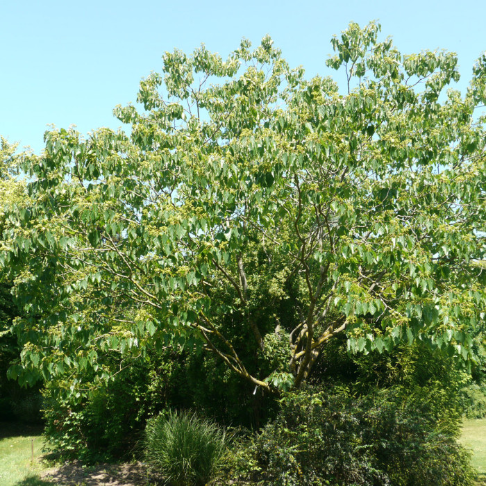 Hovenia dulcis