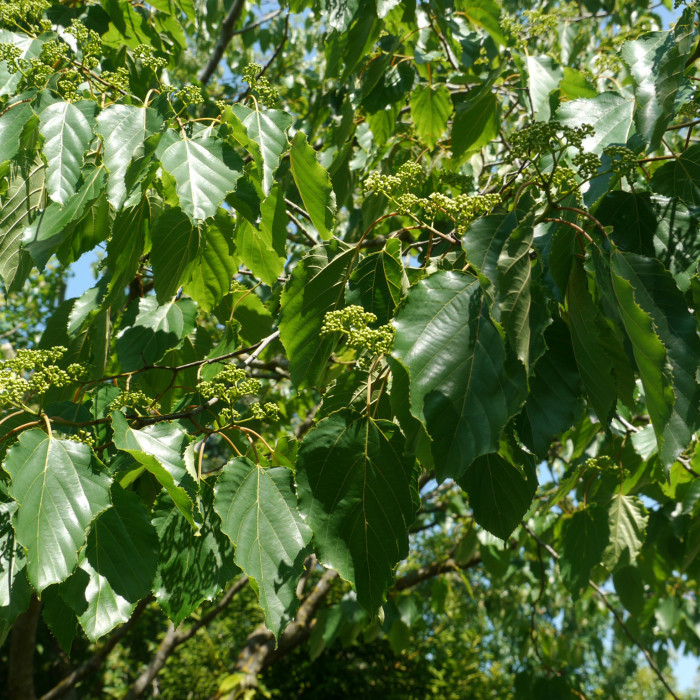 Hovenia dulcis