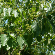Hovenia dulcis