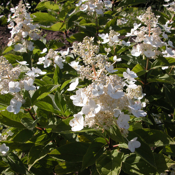 Hydrangea paniculata 'Pee Wee'