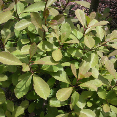 Ilex Paraguariensis