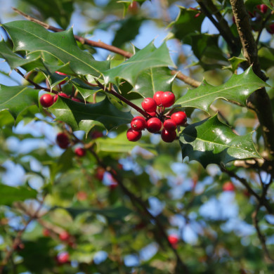 Ilex aquifolium