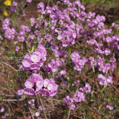 Kalmia polifolia