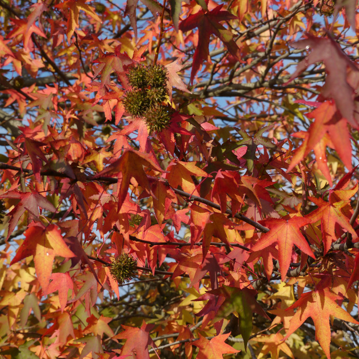 Liquidambar styraciflua