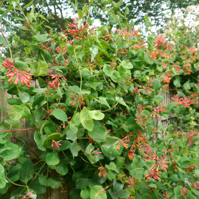 Lonicera x brownii 'Dropmore Scarlet'