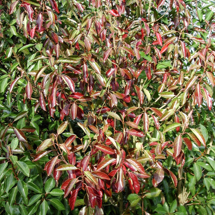 Viburnum odoratissimum