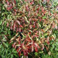 Viburnum odoratissimum