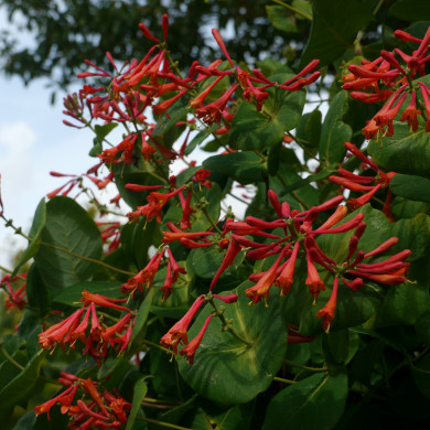 Lonicera x brownii 'Dropmore Scarlet'