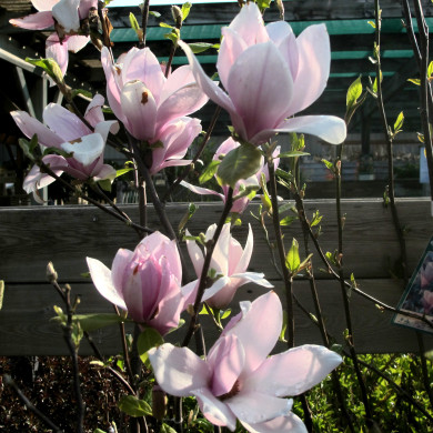 Magnolia X soulangeana Andre Leroy