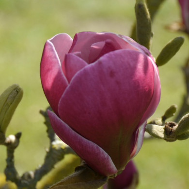 Magnolia X soulangeana Pickard'S Ruby