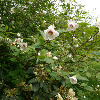 Magnolia sieboldii