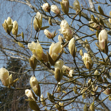 Magnolia Yellow Lantern