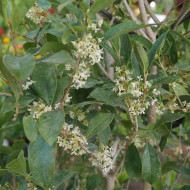 Osmanthus fragrans