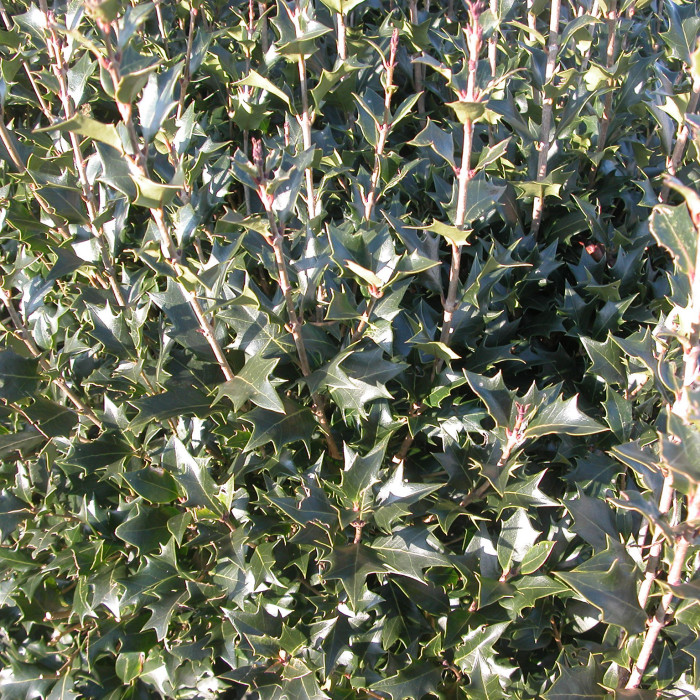Osmanthus heterophyllus
