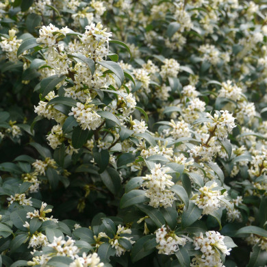 Osmanthus x burkwoodii
