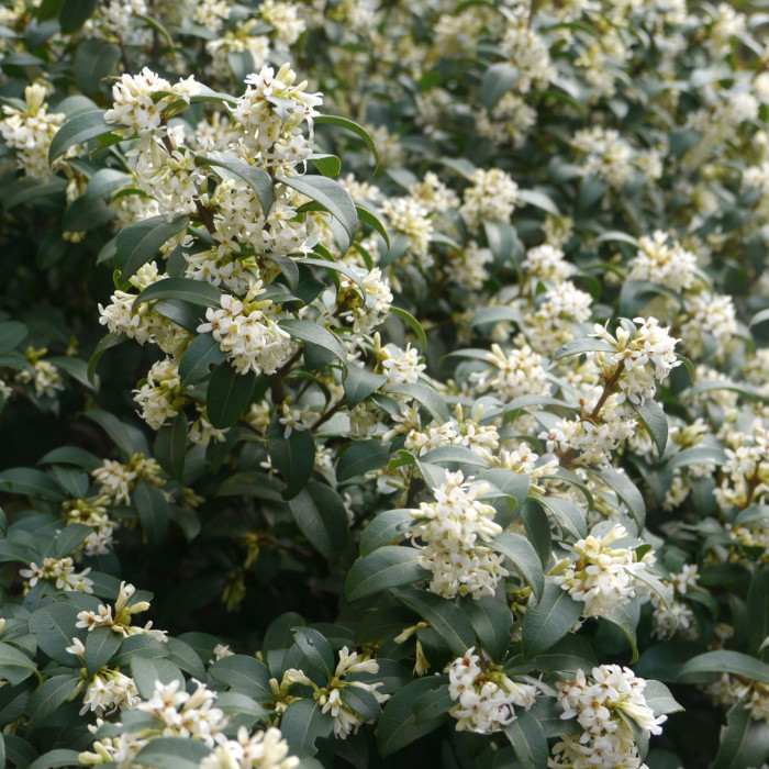 Osmanthus x burkwoodii