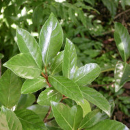Viburnum odoratissimum