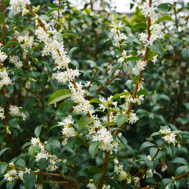 Osmanthus x burkwoodii