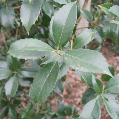 Osmanthus X fortunei