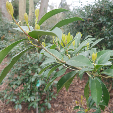 Osmanthus X fortunei