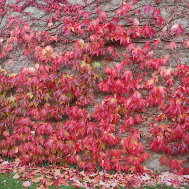 Parthenocissus tricupidata 'Veitchii'
