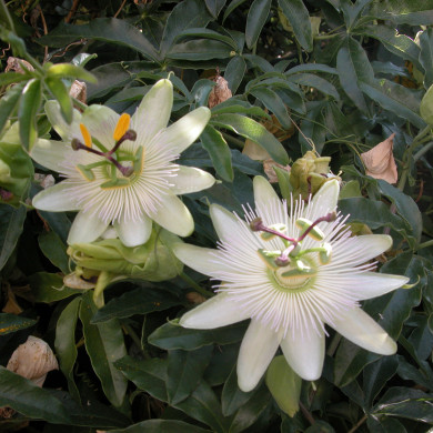 Passiflora caerulea 'Constance Elliott'