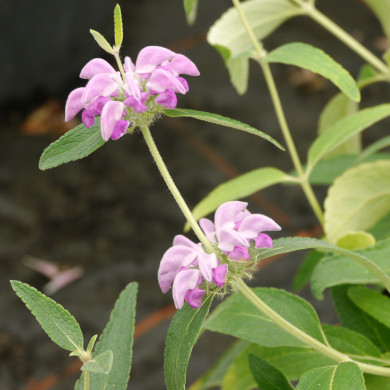 Phlomis purpurea