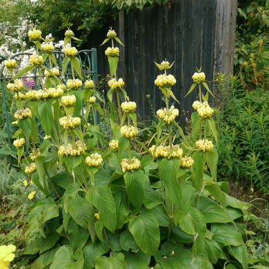 Phlomis russeliana