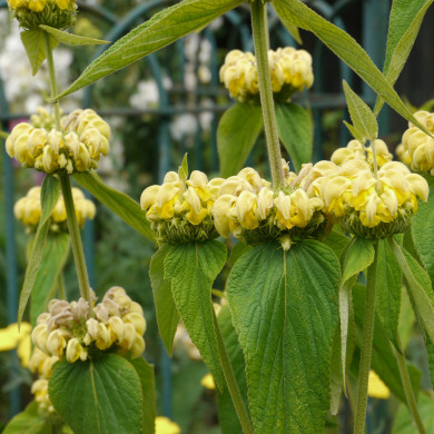 Phlomis russeliana