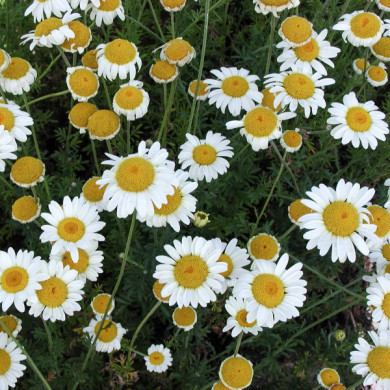 Anthemis x hybrida 'Sauce Hollandaise'