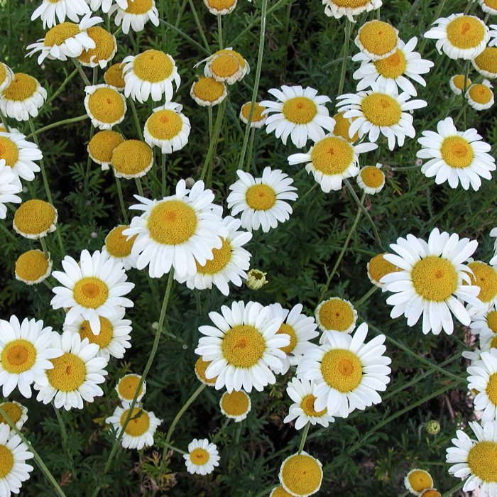 Anthemis x hybrida 'Sauce Hollandaise'