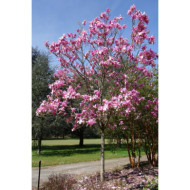Magnolia 'Galaxy'